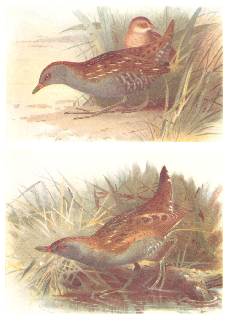 BRITISH BIRDS. Baillon's Crake; Little Crake. THORBURN 1925 old vintage print